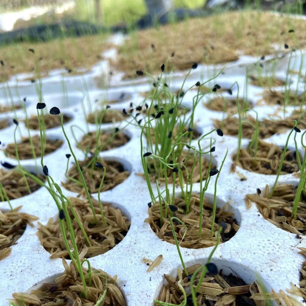 Hạt giống Hành Lá Rado 25 (2,5g~700 hạt) cây phát triển mạnh, trồng quanh năm, dễ chăm sóc - Hạt giống Rạng Đông