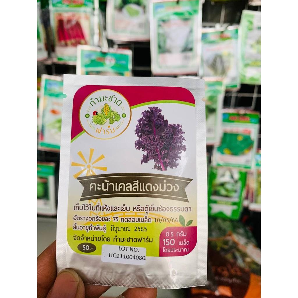 Hạt giống cải kale tím, cải xoăn tím Gói 0.5g