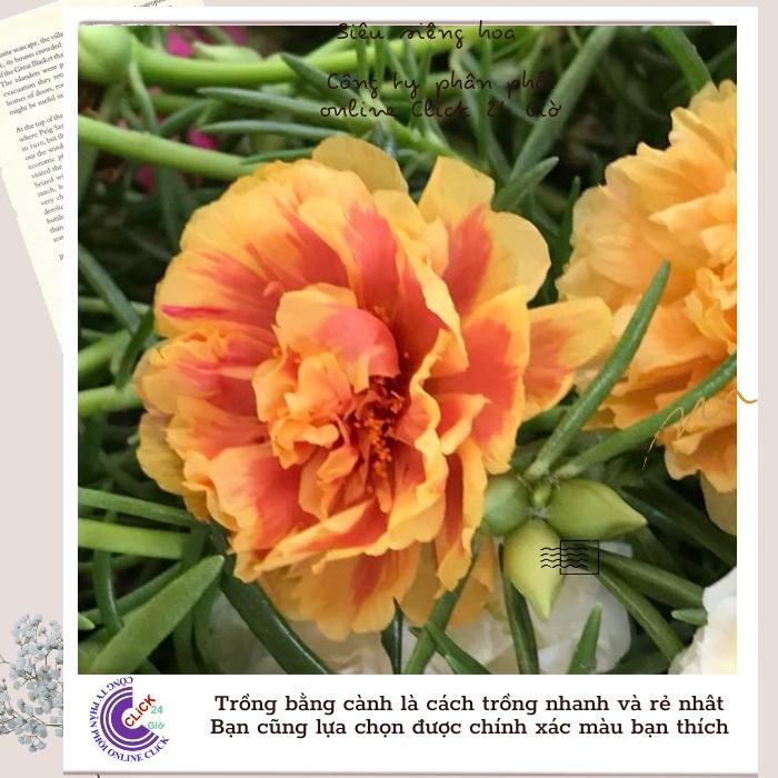 1 Ký Cành Giống Hoa Mười Giờ Thái Kép Màu Vàng Mật Ong Đẹp Lạ Hoa Mười Giờ Bonsai & Phụ Kiện