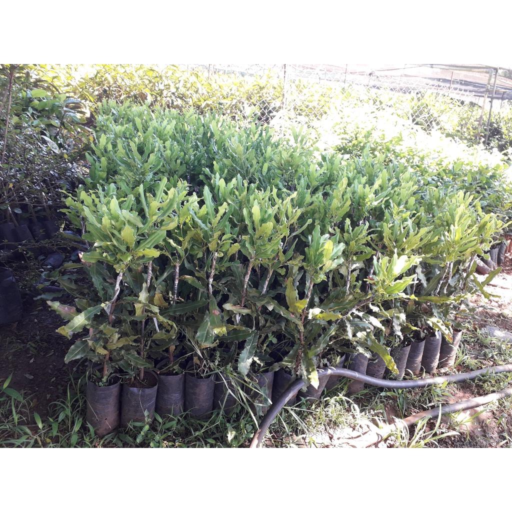 Cây giống MẮC CA OC ghép . ()