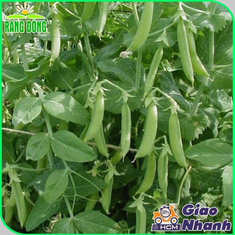 Hạt giống Đậu Hà Lan Rado 681 (Lấy Hạt) (50g~25 hạt) năng suất cao, trồng quanh năm - Hạt giống Rạng Đông