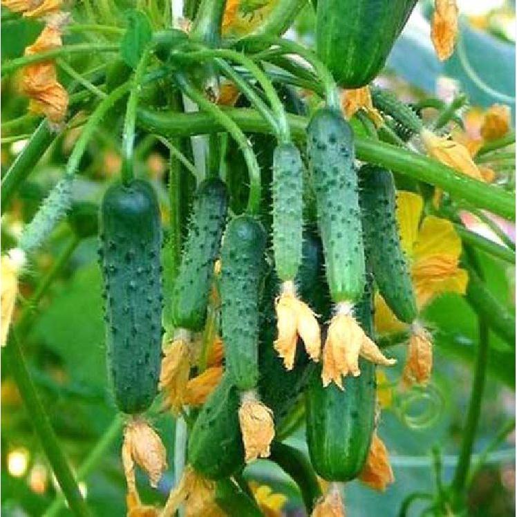 Combo 2 gói Hạt giống dưa leo baby chùm siêu quả-gói 10 hạt/tặng kèm gói phân bón lót