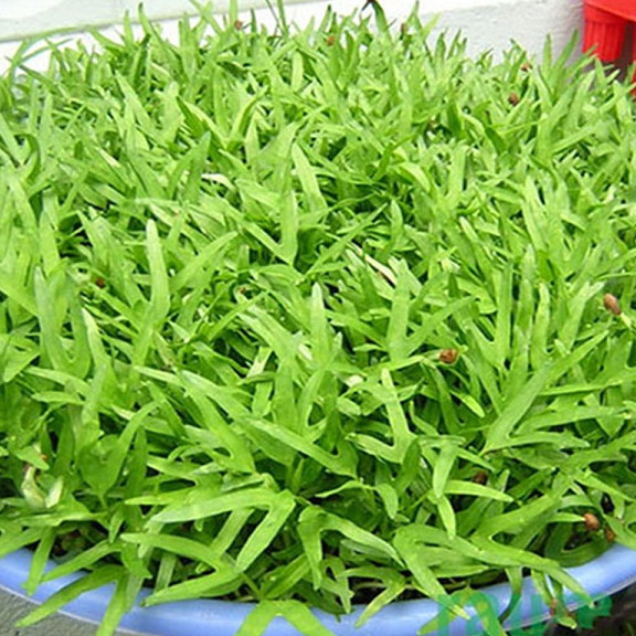 Hạt giống Rau Mầm Rau Muống ( Gói 100 Gram ) - Nông Sản Vàng