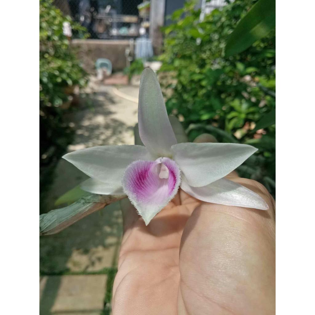 Phi điệp xước giống