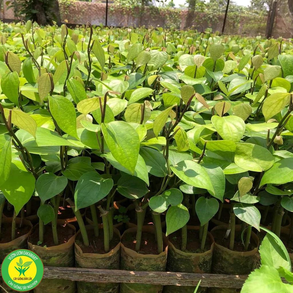 Giống Tiêu Ăn Hạt