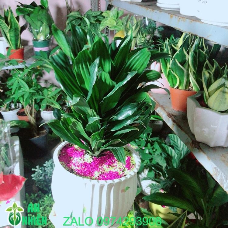 Chậu Cây Phát Tài Lá