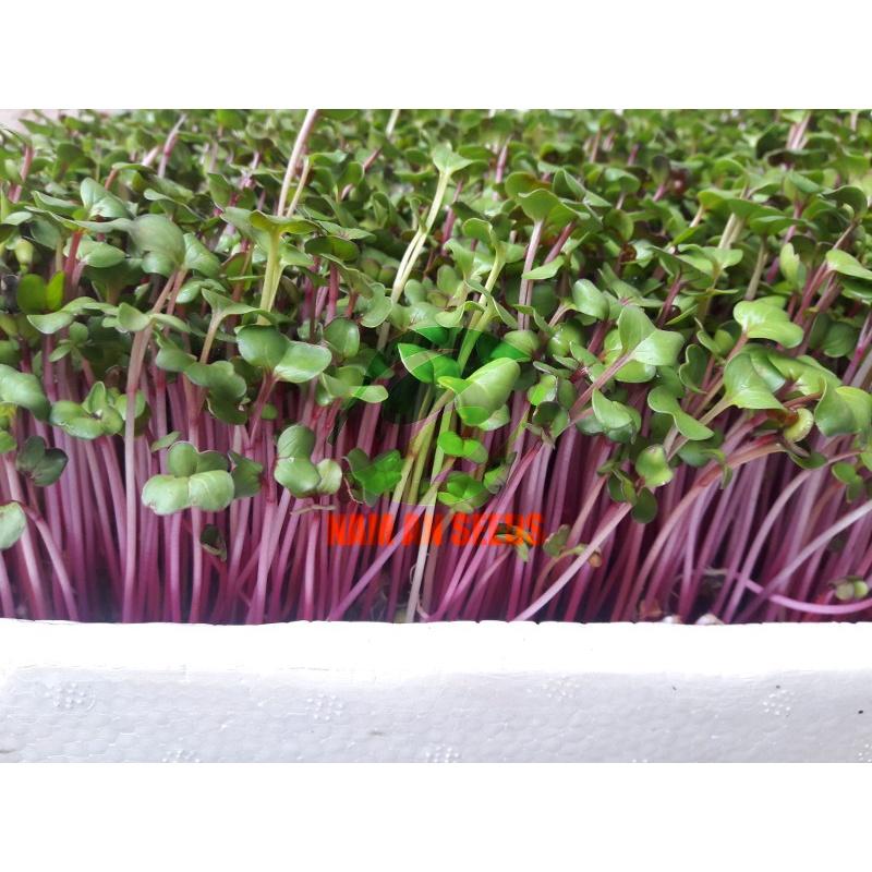 Hạt Giống Rau Mầm Củ Cải Đỏ Giòn Ngọt, Nhanh Thu Hoạch