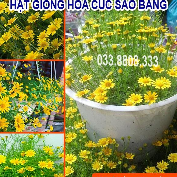 Hạt Giống Hoa Cúc Sao Băng-Tỷ lệ Nảy Mầm Cao