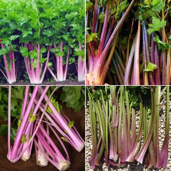 Hạt giống rau cần tây đỏ-gói 1 gram-tặng kèm gói phân bón lót