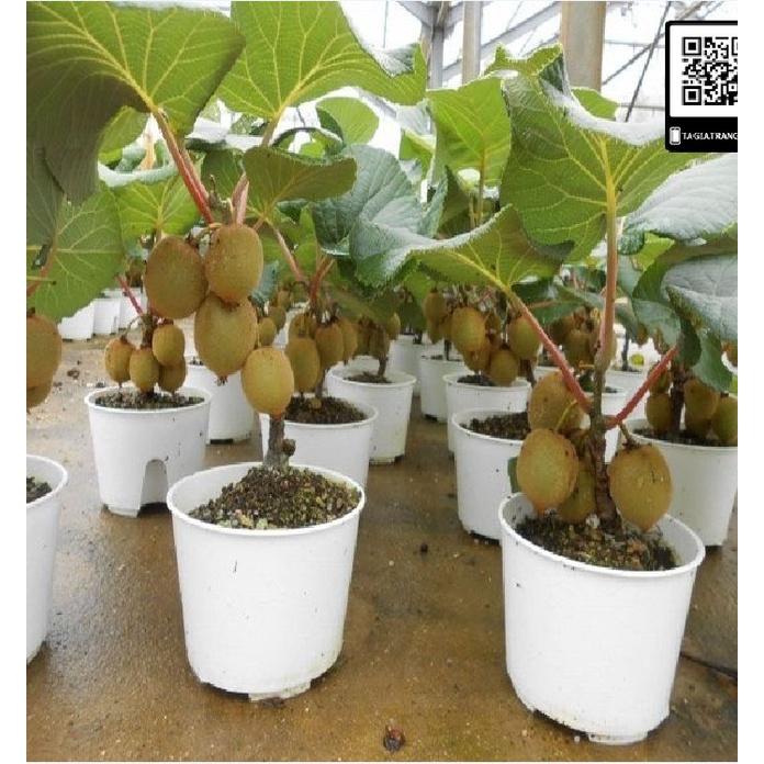 Hạt giống cây ăn trái kiwi KNS3452 - Gói 30 hạt