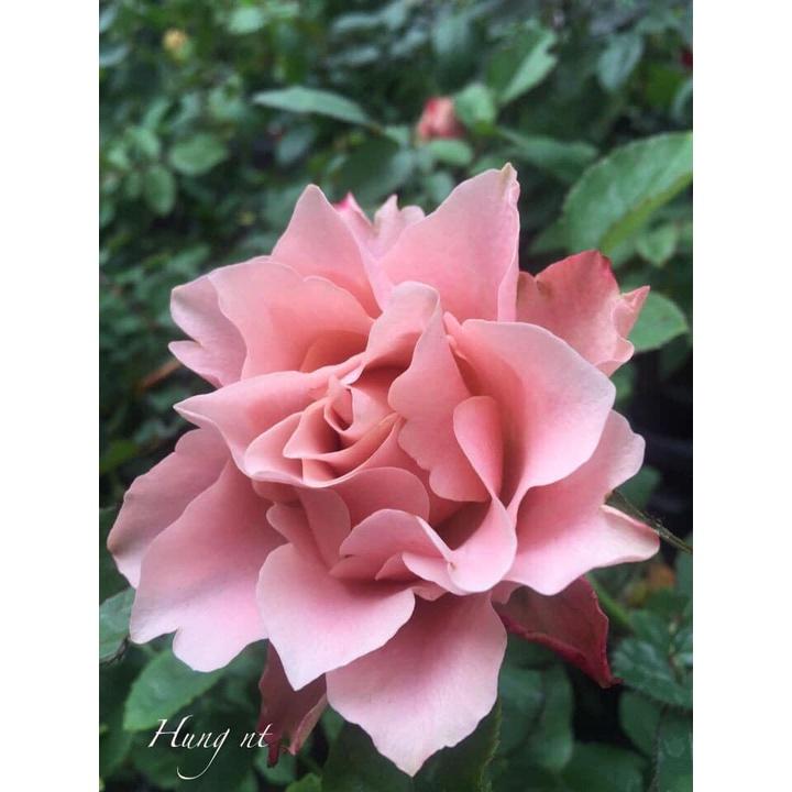 Cây giống hoa hồng ngoại Heart Ties- bầu to cây lớn trưởng thành