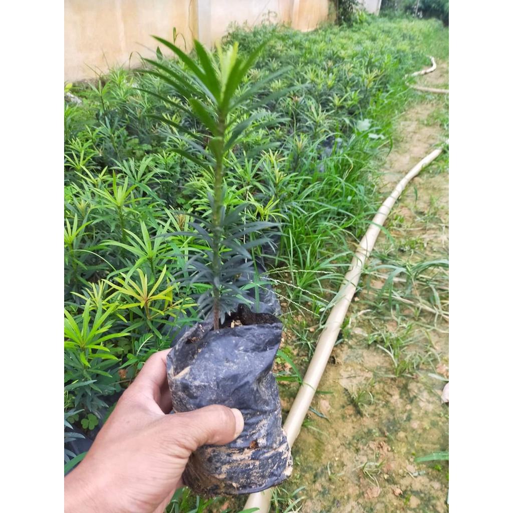 CÂY TÙNG LA HÁN GIỐNG TÙNG VẠN NIÊN CÂY CAO 10-15CM TẠO DÁNG BONSAI