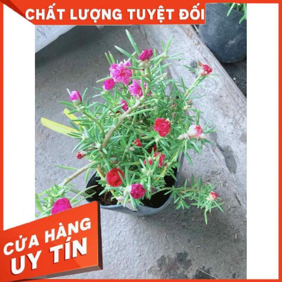 Hoa mười giờ Nhiều Người Mua