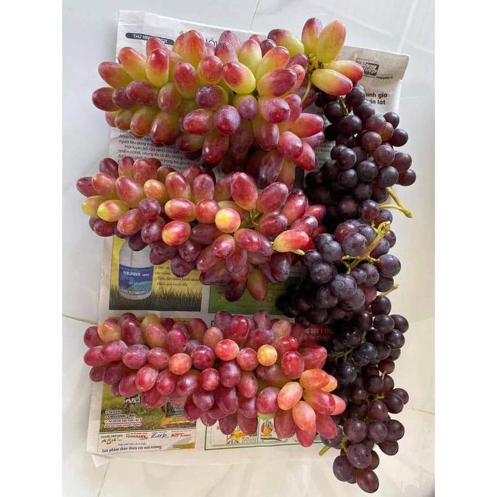 Cây Giống Nho Giống Ngón Tay.