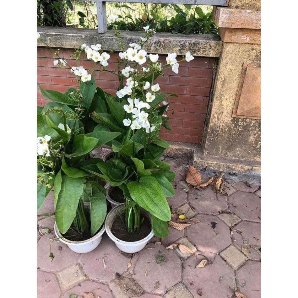 CHẬU CÂY BÁCH THỦY TIÊN MANG LẠI MAY MẮN CHO GIA CHỦ, CỰC DỄ TRỒNG