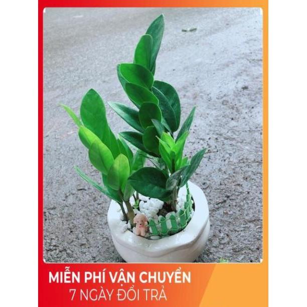 Chậu Kim Tiền Thái