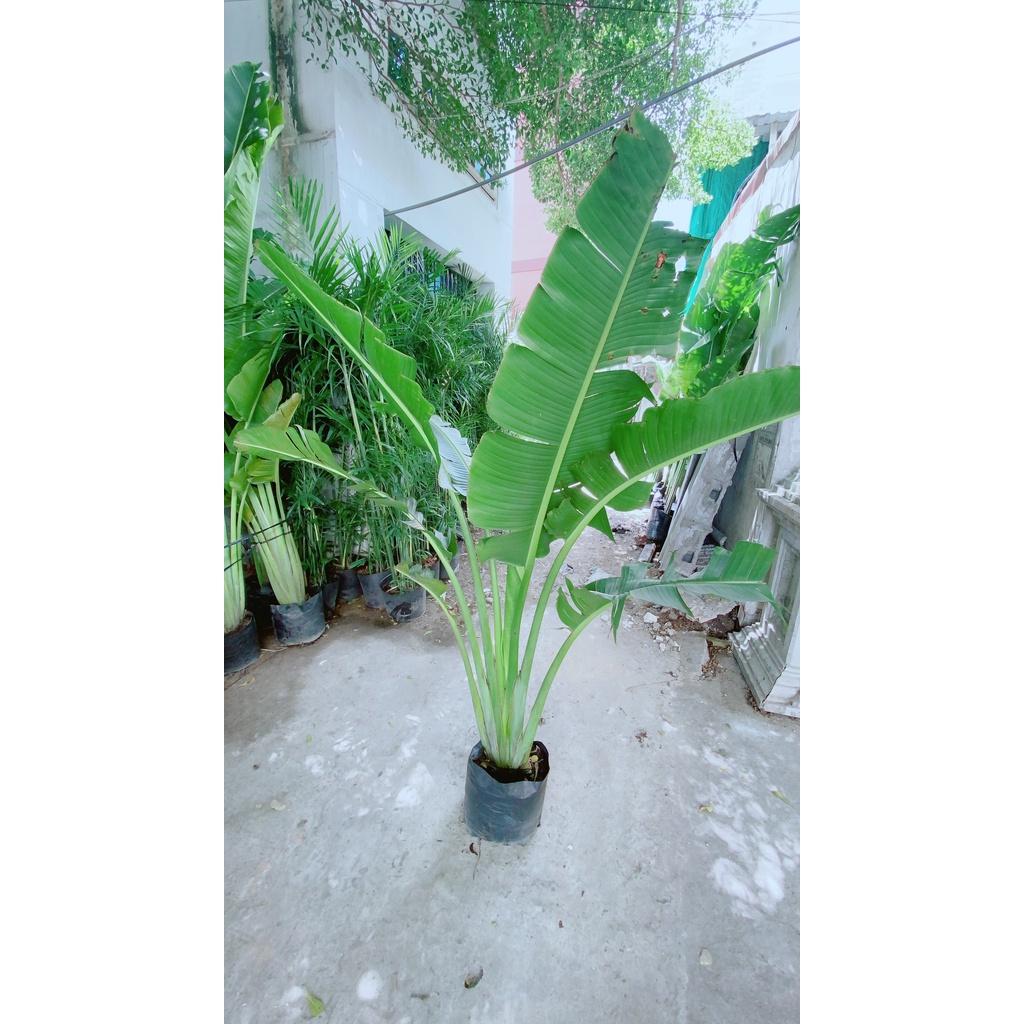 Cây Chuối Rẻ Quạt