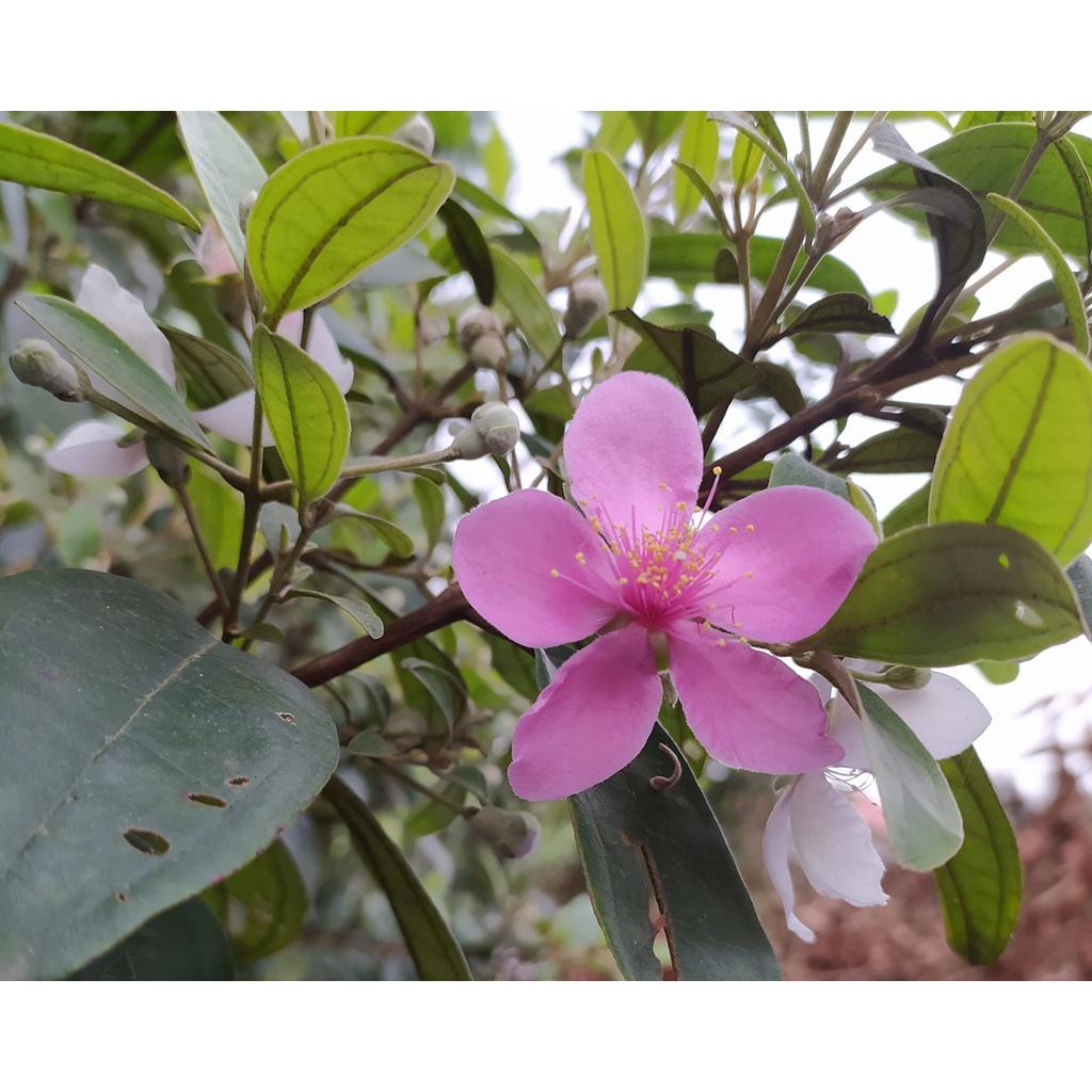 CÂY GIỐNG SIM TÍM .