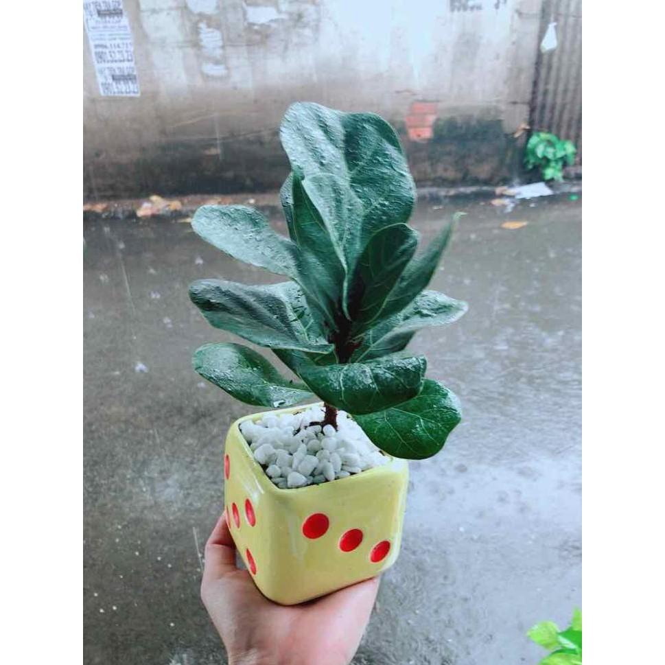 Chậu Cây Bàng Singapore Bán Chạy