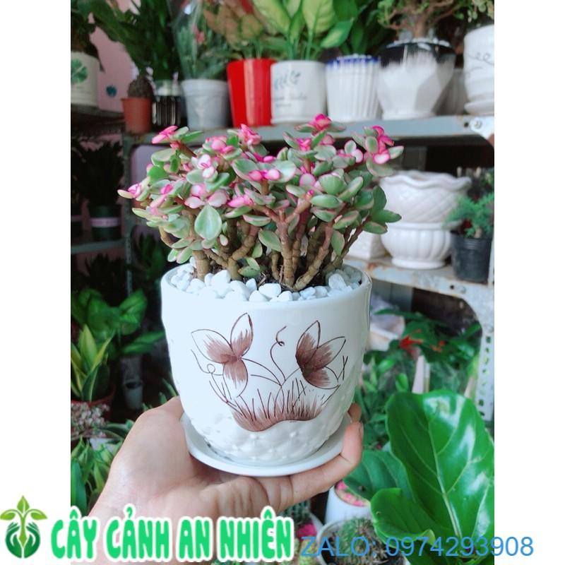 Chậu Cây Cành Vàng Lá Ngọc