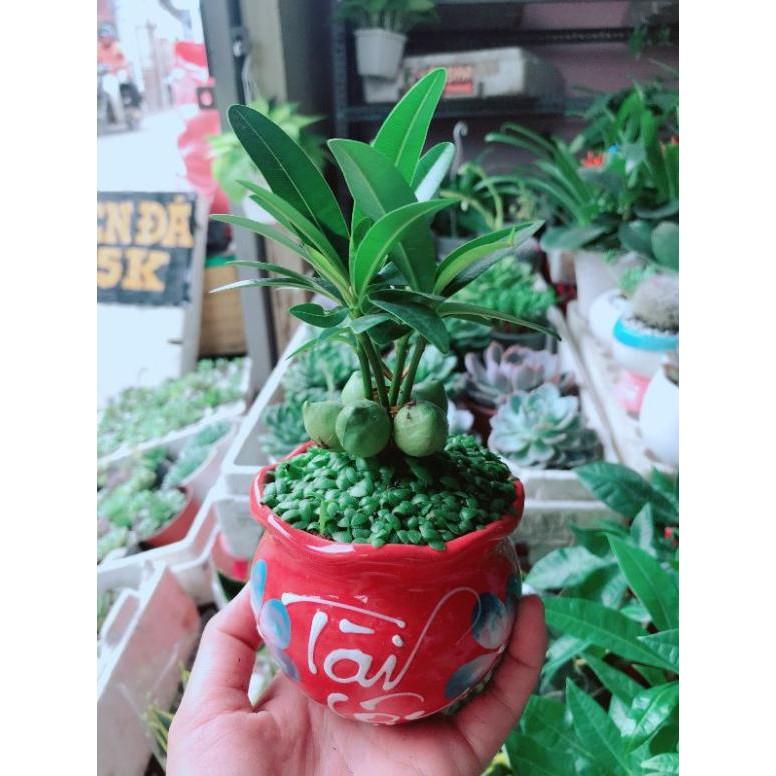 Chậu cây tài lộc Bán Chạy