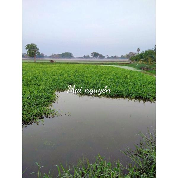 1 KG Hạt giống rau muống xanh siêu ngọn Chia Tai F1