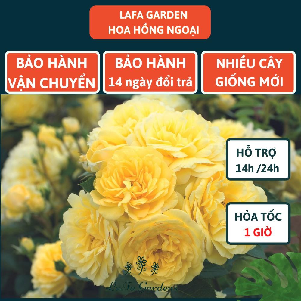 Hoa hồng leo LAFA GARDEN cao 45-60cm, cây có bầu đất khỏe, tặng kèm phân bón hữu cơ ECO ROOT, Combo phân bón hoa hồng