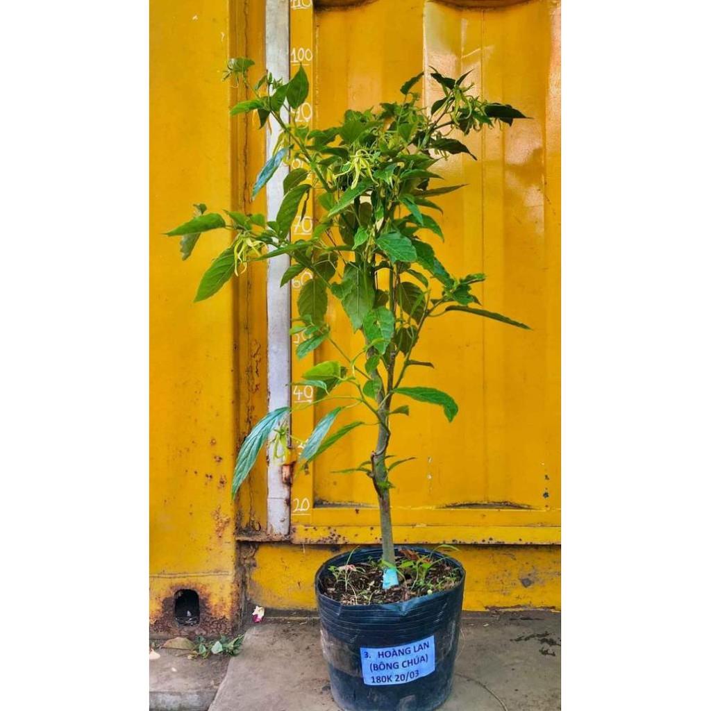 Cây hoa sứ thơm ...hoa bông chúa