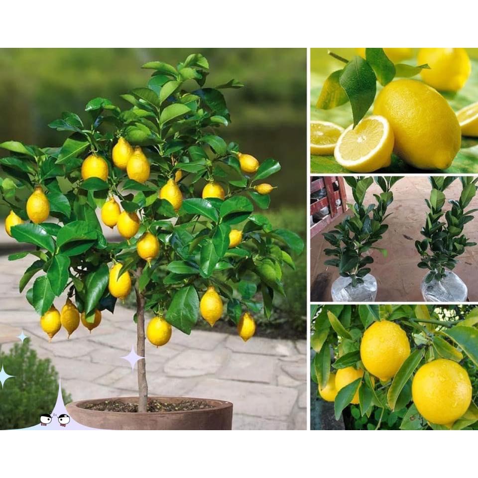 CÂY GIỐNG CHANH VÀNG MỸ như hình
