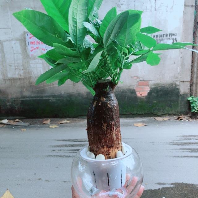Chậu Kim Ngân Trồng Thuỷ Sinh