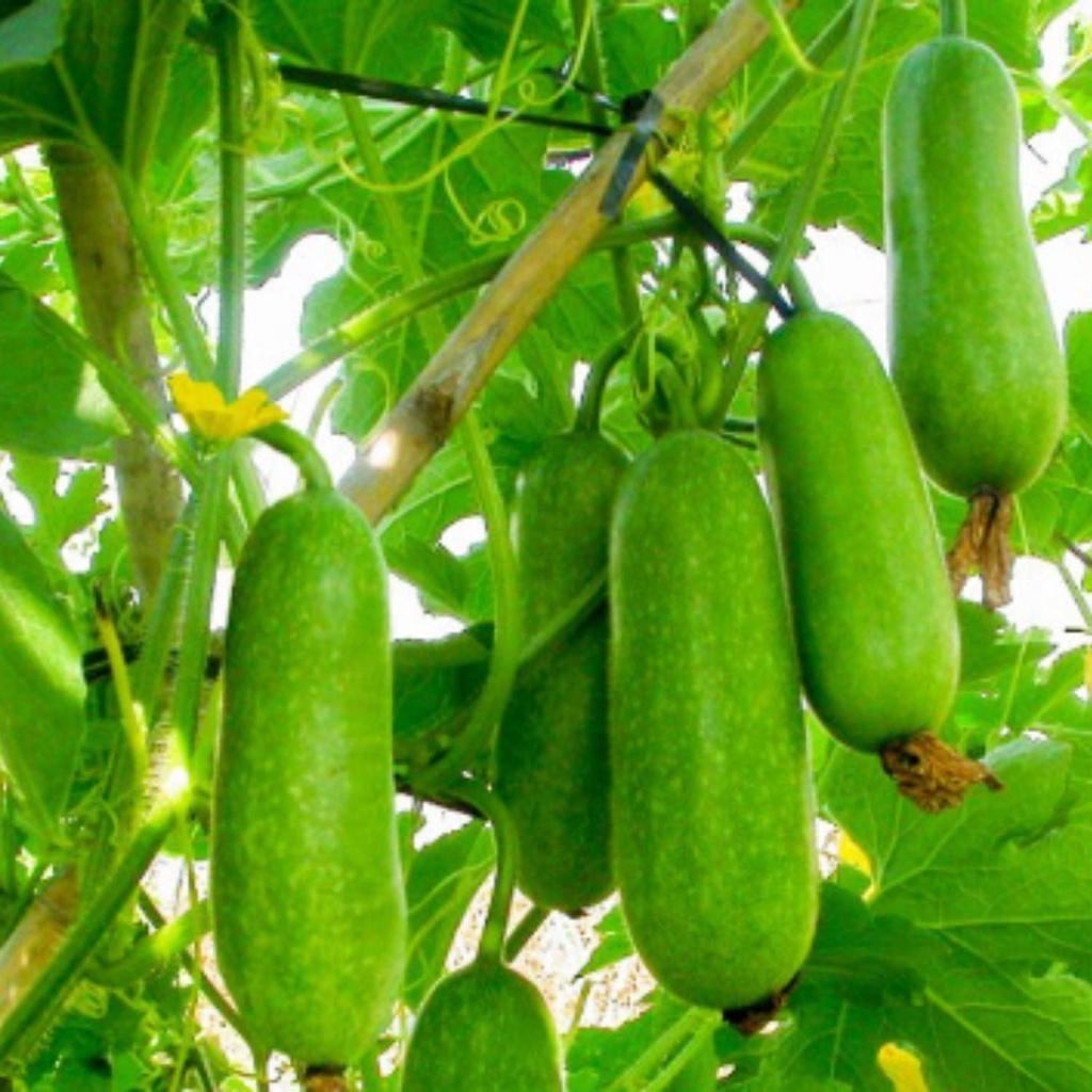 Phân bón siêu ra hoa đậu quả giúp tăng khả năng thụ phấn, ra hoa đều đẹp, cứng cây, to củ cho mọi cây trồng