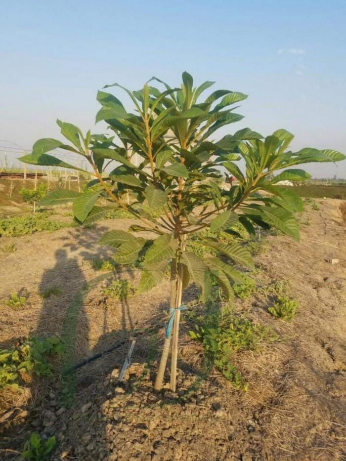 CÂY GIỐNG HỒNG XIÊM RUỘT ĐỔ KHỔNG LỒ