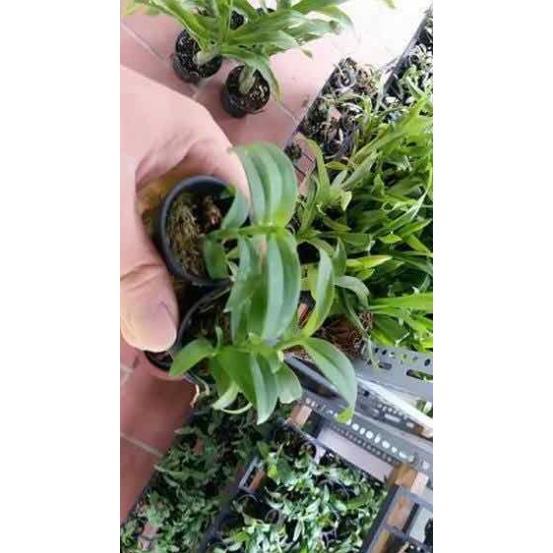 Phi điệp gái nhảy hàng giống