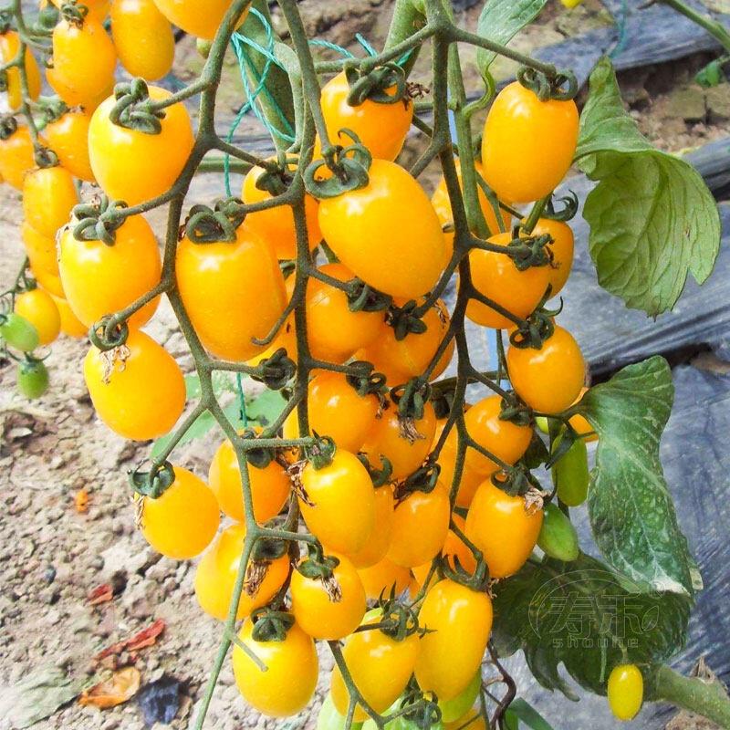 Hạt giống cà chua hoa quả Chery F1