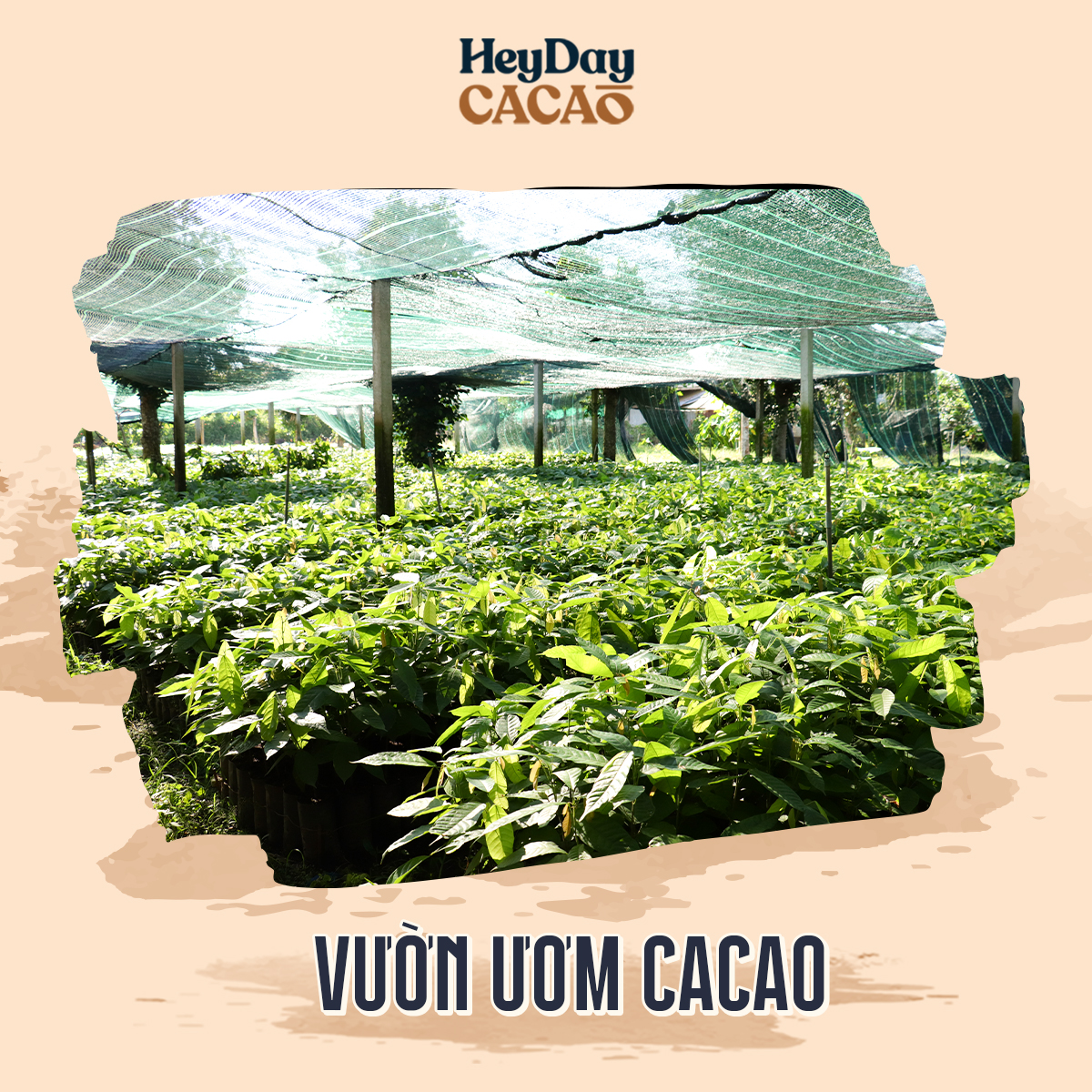 Bột cacao nguyên chất 100% Việt Nam - Dòng Balanced phổ thông túi 200g - Chuyên dùng làm bánh, pha chế cho quán cà phê - Heyday Cacao