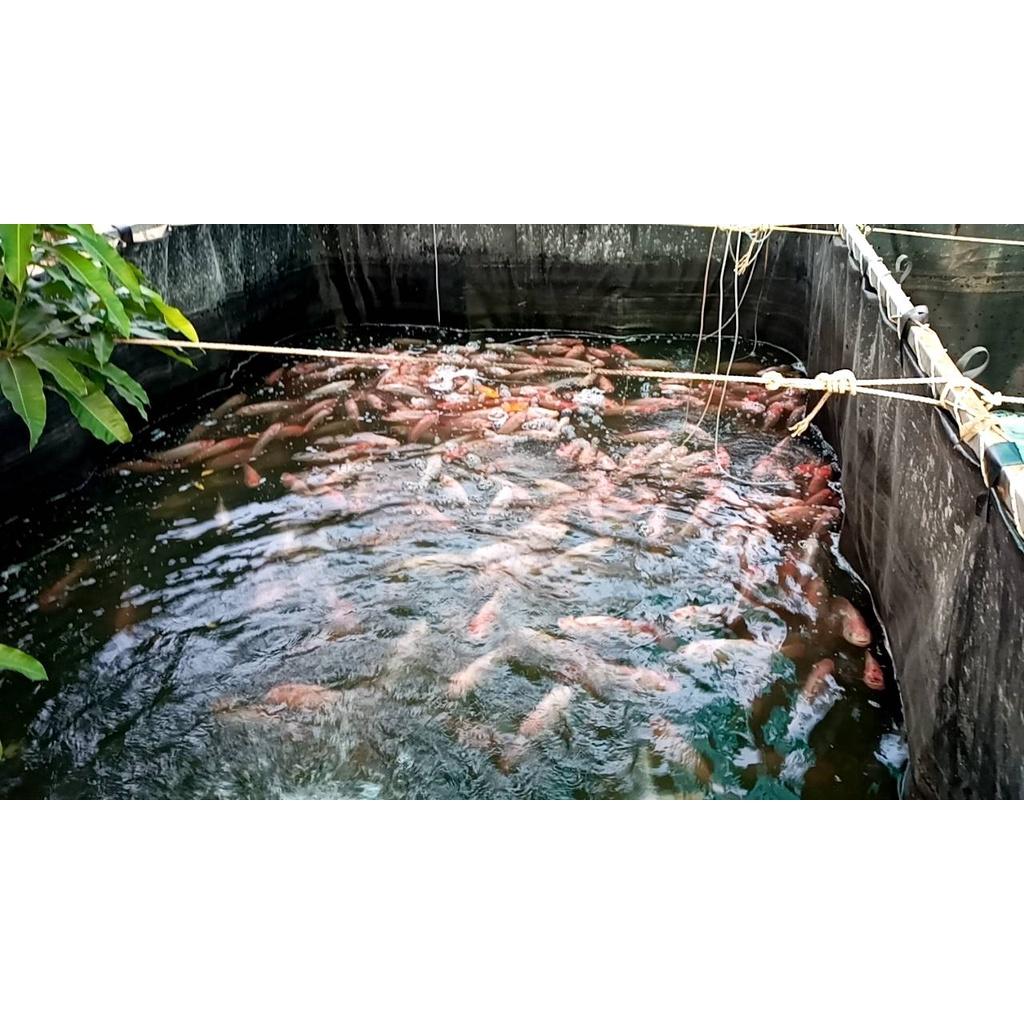 Bạt HDPE, Bạt lót hồ ốc, bạt lót hồ nuôi tôm, cá, ếch, lươn... bằng màng HDPE