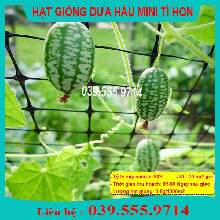 HẠT GIỐNG DƯA HẤU TÍ HON GÓI 20 HẠT - DƯA TRỒNG CHẬU, NẢY MẦM TỐT