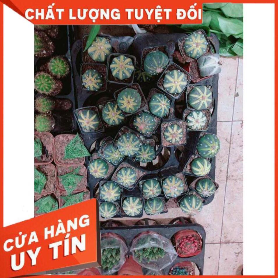 Xương rồng nhỏ Nhiều Người Mua