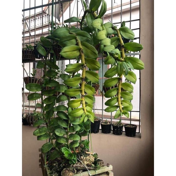 Chế phẩm đậu nành trứng chuối lên men humic Uyên Ngô -1lít