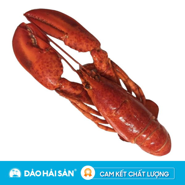 Tôm Hùm Alaska/Canada Chín Con 450g