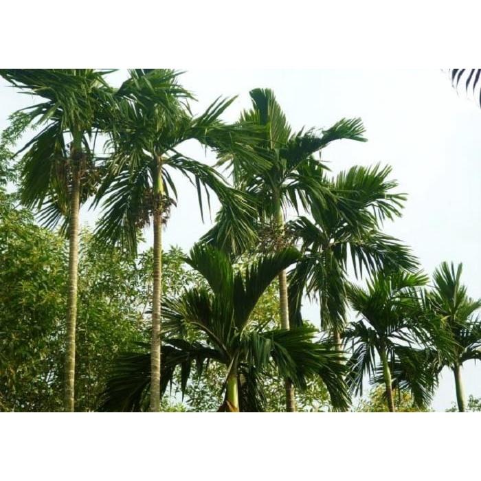 CÂY GIỐNG CAU ĂN TRẦU TỨ QUÝ bầu to CAO HƠN 1M RỒI