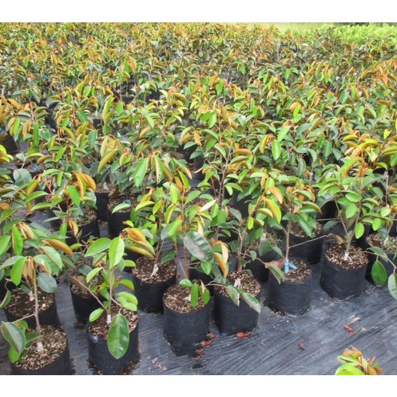 CÂY GIỐNG Vú sữa Lò Rèn