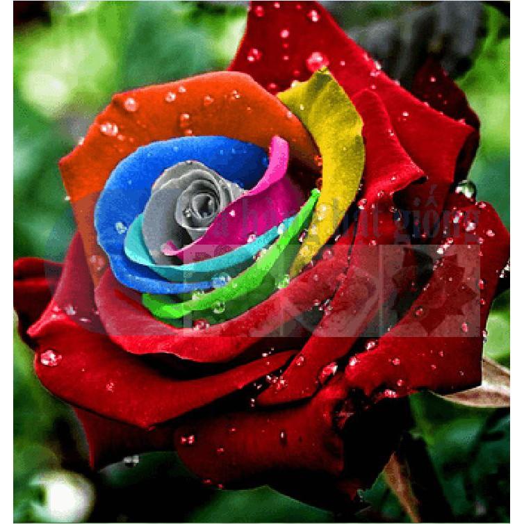 Hạt giống hoa hồng cầu vòng 20 hạt/gói