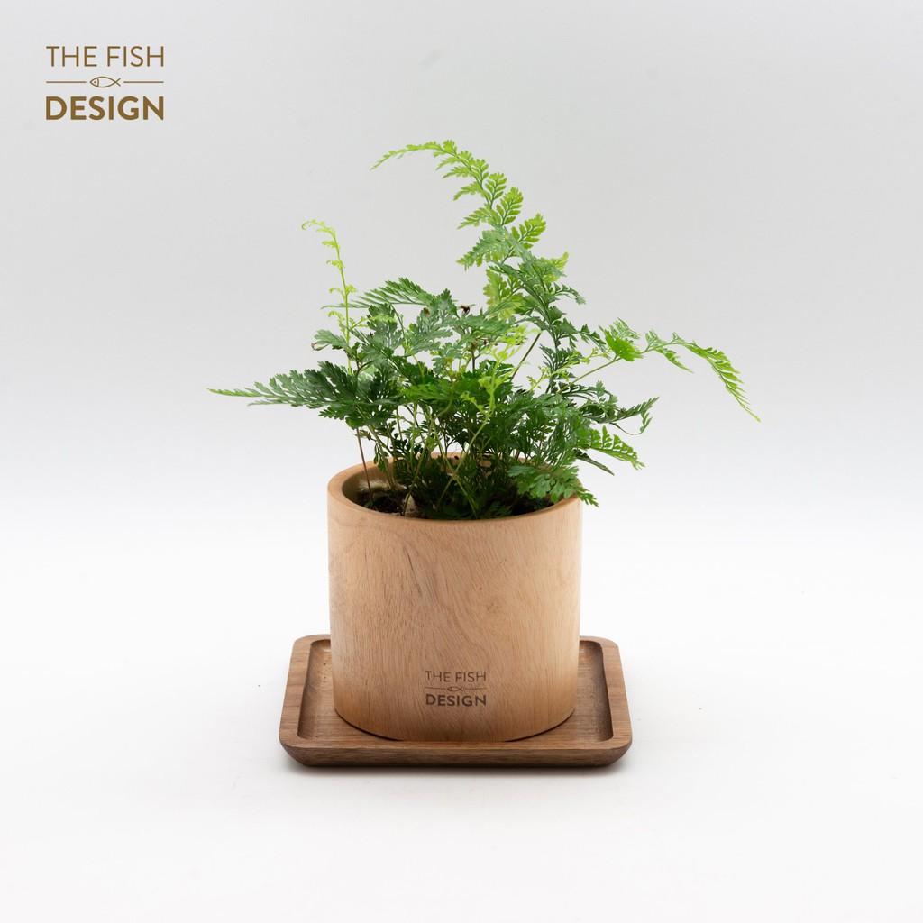 Chậu Cây Dương Xỉ | THE FISH DESIGN size M