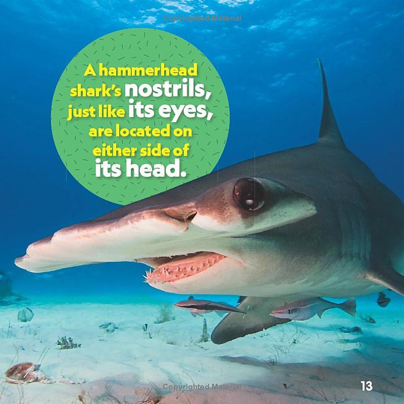 Sách ngoại văn: Weird But True! Sharks