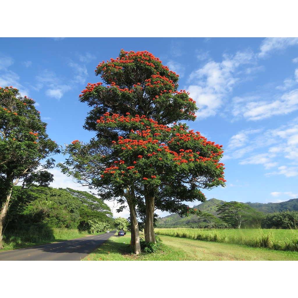 250 GRAM HẠT GIỐNG CÂY SÒ ĐO CAM  - HẠT ĐẸP TUYỂN CHỌN BAO NẢY MẦM. .(