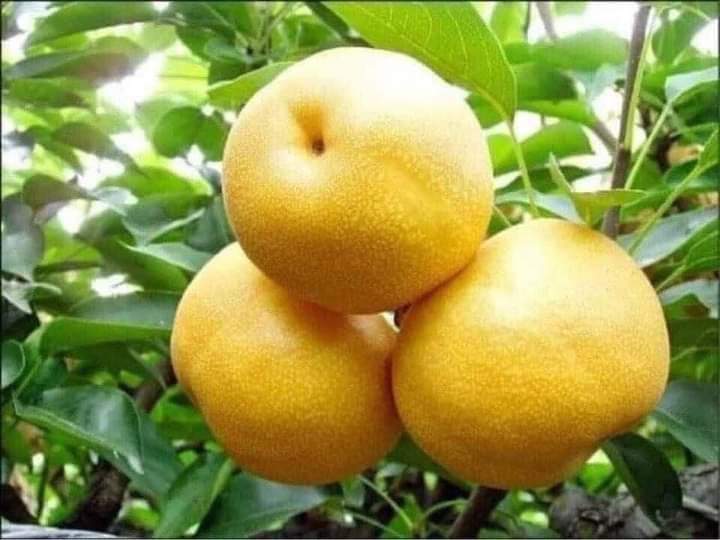 Cây giống lê vàng