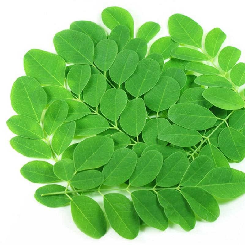 Cây chùm ngây giống