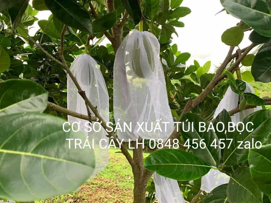 50 cái TÚI BAO, BỌC MÍT THÁI LƯỚI TỐT 50*70 -TÚI BỌC TRÁI CÂY