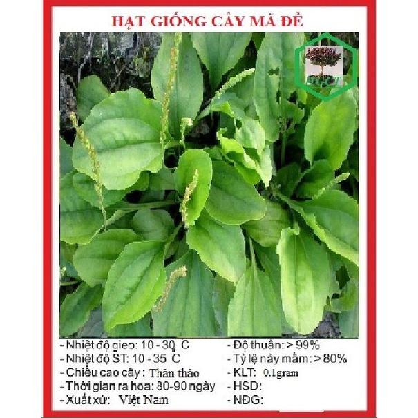 Combo 3 gói hạt giống cây mã đề-gói 2 gram - Tặng 1 gói phân bón